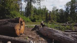 Best Storm Damage Tree Cleanup  in Lake Nacimiento, CA